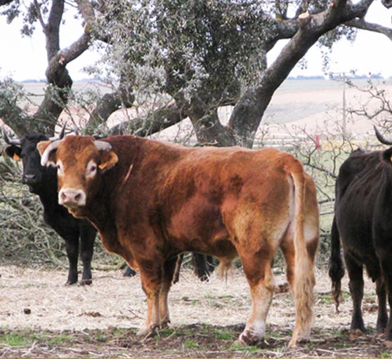 vacas - coquilla de la valmuza